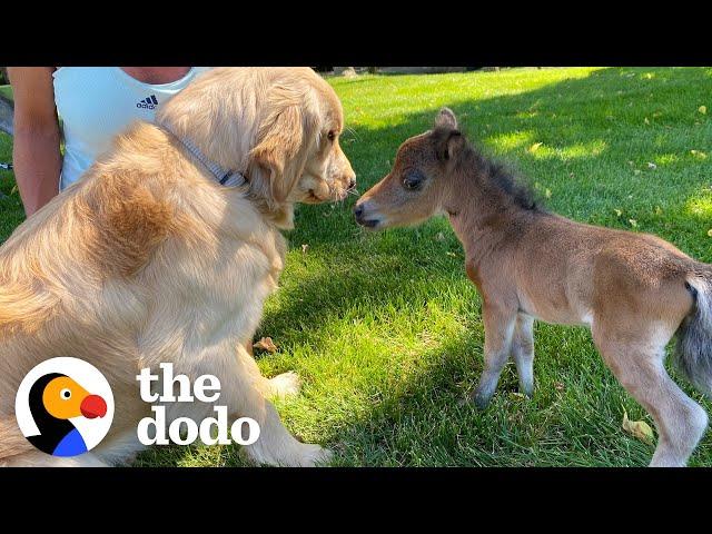 Mini Horse Tries So Hard To Make His Very First Friend | The Dodo Little But Fierce