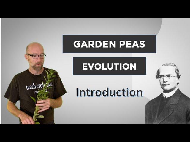 Evo-Ed: Evolution of Sweet Tasting Garden Peas