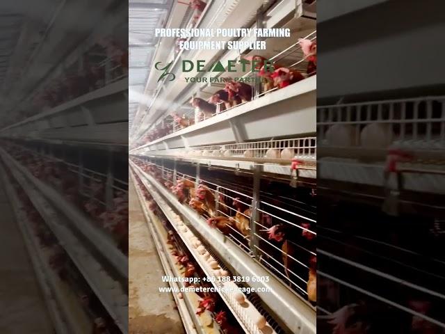 High tech Poultry Farming Equipment H Type Layer Chicken Cage  #farming #layerpoultry #chickencage