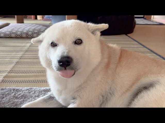 へなちょこ甘え声でお出迎えしてくれる赤ちゃんサモエドと甘え声のプロ柴犬