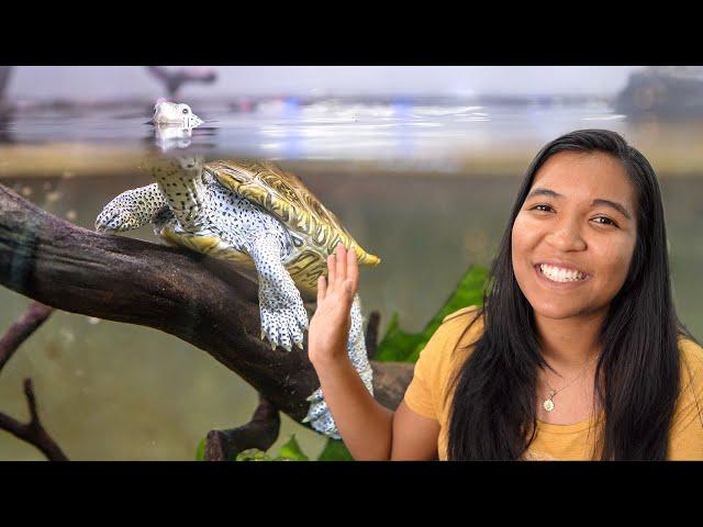 TURTLE DAILY CARE ROUTINE (a day in the life)