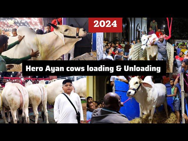 Loading and Unloading of 6 Biggest cows of Hero Ayan | Pathan cattle farm 2024 @pathancattlefarm