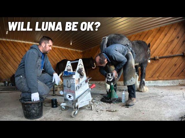 Master Farrier Combats Canker Foot Disease - Clydesdale Horse Rehab Journey