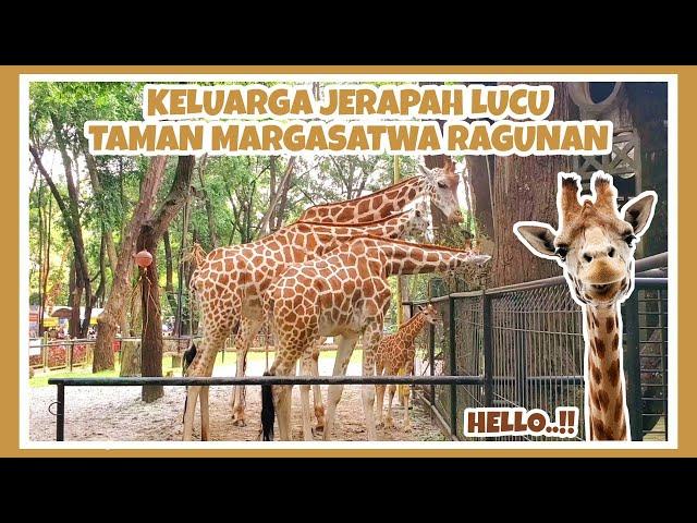 JERAPAH DI KEBUN BINATANG RAGUNAN JAKARTA  || TAMAN MARGASATWA RAGUNAN (RAGUNAN ZOO) 2022