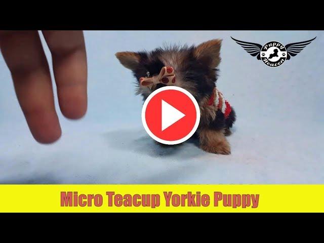 Micro Teacup Yorkie Puppy by PuppyHeaven.com