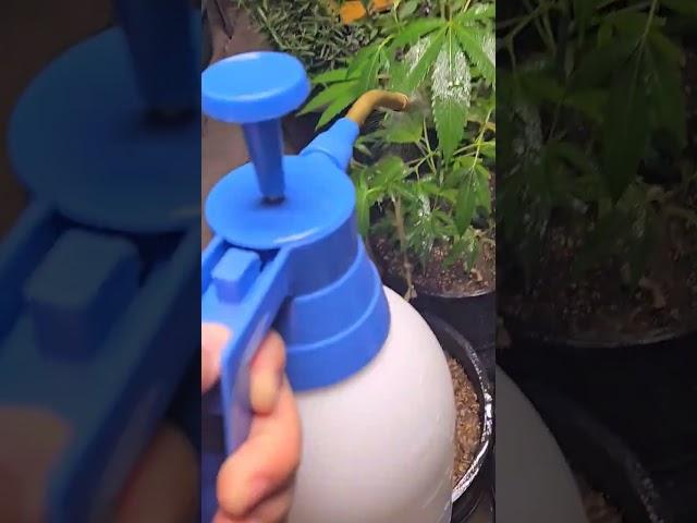 Yucca & Kelp powder foliar spray on cannabis made in minutes - organic gardening