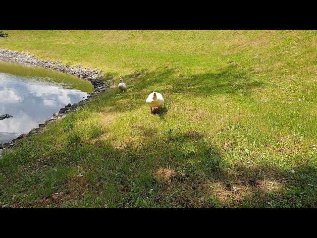 Angry Hissing Goose attacks me