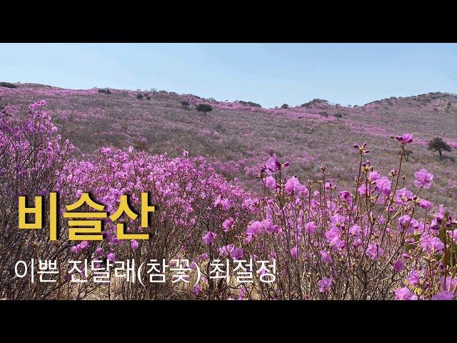 210411 / 비슬산 / 대구 달성군 비슬산 / 비슬산 진달래(참꽃) 산행 / 진달래(참꽃) 최절정 / 유가사 - 수도암 - 천왕봉 - 참꽃군락지 - 대견사 - 소재사 /