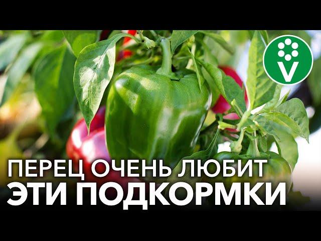 ГЛАВНЫЕ ПОДКОРМКИ ПЕРЦА ДЛЯ РОСТА И УРОЖАЯ! Чем подкормить перец, чтобы он рос крепким и урожайным?