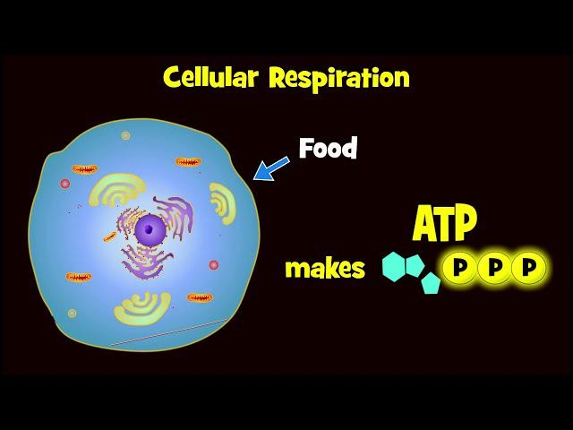 Glycolysis (and Exploding Sugar Demo!)