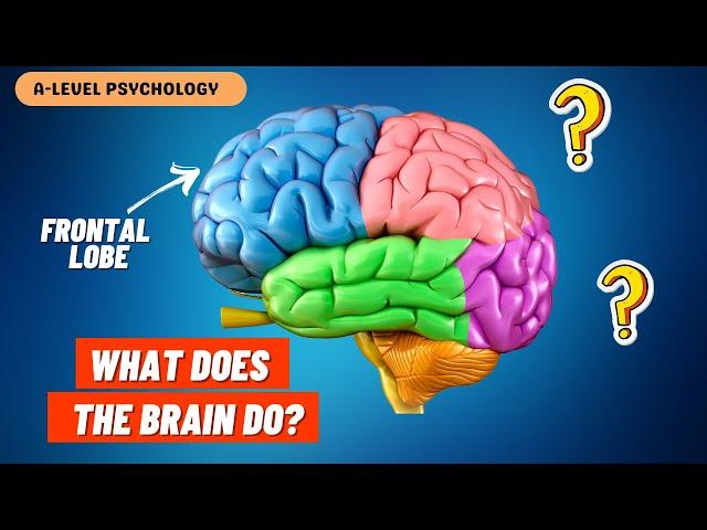 What do the PARTS of the Brain Do? | Localisation of Function