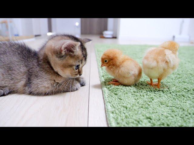 Kitten Kiki greets a tiny chicks for the first time