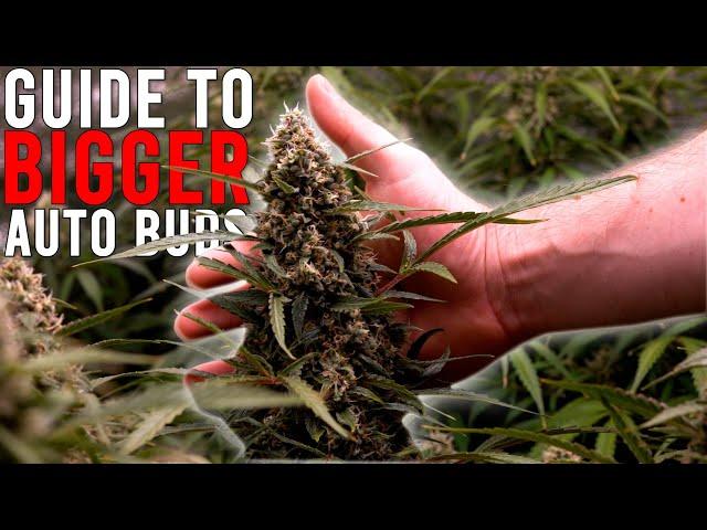 HOW TO GROW WEED EASILY (AUTOFLOWERS)... JUST ADD WATER: GUIDE TO BIGGER BUDS. EP 3