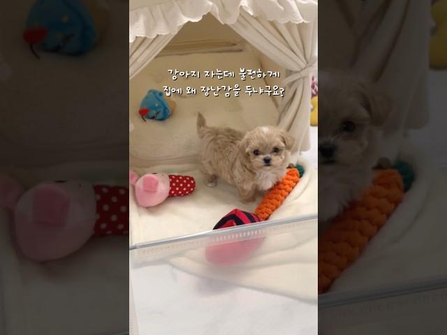 장난감을 좋아하는 아기 강아지 말티푸 박쪼꼼 #강아지 #반려견 #반려동물 #브이로그 #강아지브이로그 #말티푸 #귀여운강아지 #puppy #dog #dogshorts