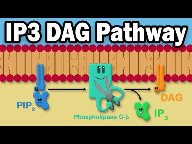 IP3 DAG Calcium Pathway