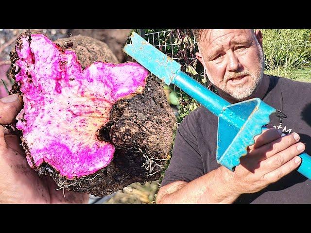 Digging Purple Yam & a FINAL Farewell to the PRONG Garden Tools