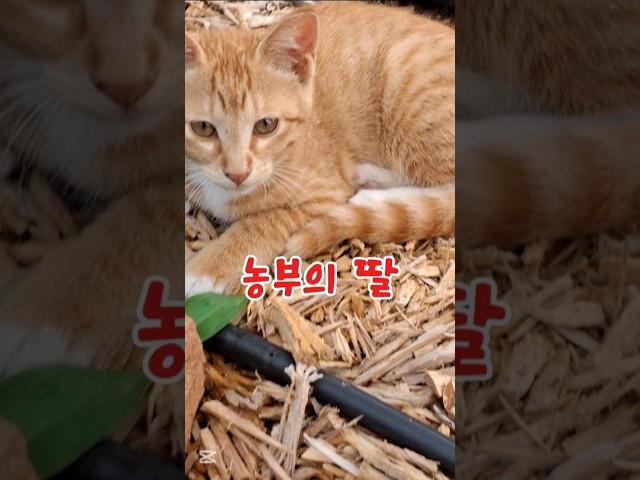 농부의 딸 #농부의일상 #시골고양이 #피곤냥