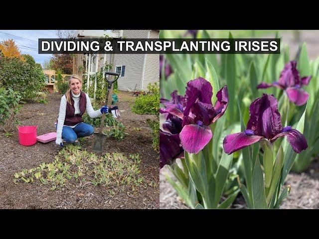 Transplanting Irises: How to Divide & Multiply Your Iris Plants 