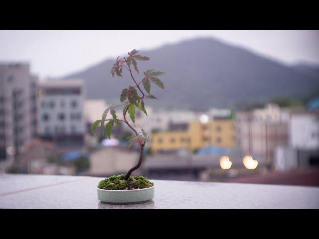 Starting a maple bonsai