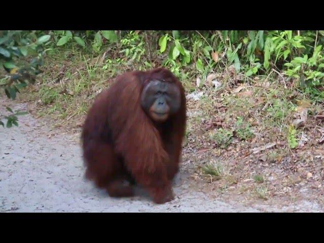 Encuentro con un orangután macho alfa en Borneo