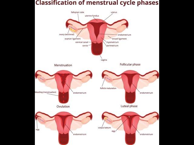 Niddah: Menstruation