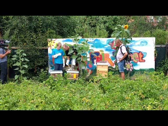 KTG Bienen WDR Film
