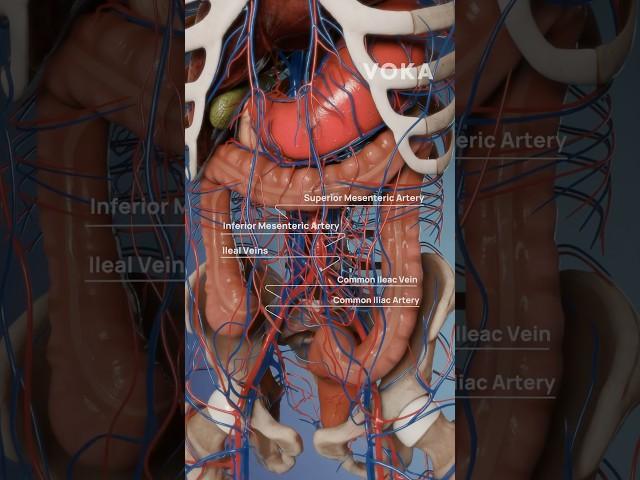 Arteries and veins of the abdomen in 3D with VOKA 3D Anatomy & Pathology #3danatomy