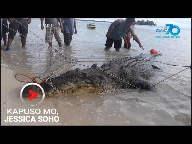 Kapuso Mo, Jessica Soho: Dambuhalang buwaya, nahuli sa Simunul, Tawi-tawi!