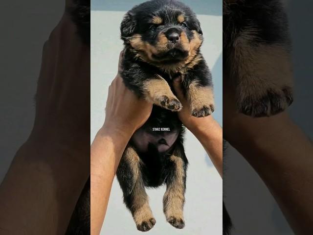 #rottweiler ᴘᴜᴘ's ᴀᴠᴀɪʟᴀʙʟᴇ | ᴍᴏʀᴇ ᴅᴇᴛᴀɪʟs ᴏɴ ᴍʏ ᴅᴇsᴄʀɪᴘᴛɪᴏɴ.#shorts#trending#dogs#shortsfeed#puppy