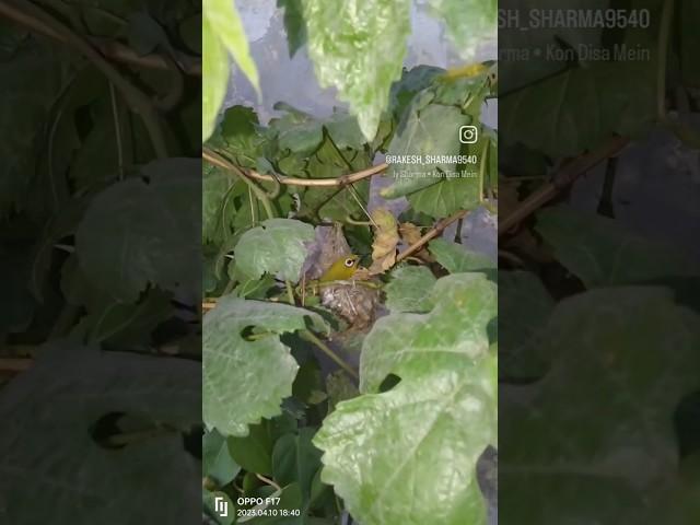 Bird in temple | have you seen ? | #bird #temple #birdsbaby #pakshi #flyingburd #new #forest #shorts