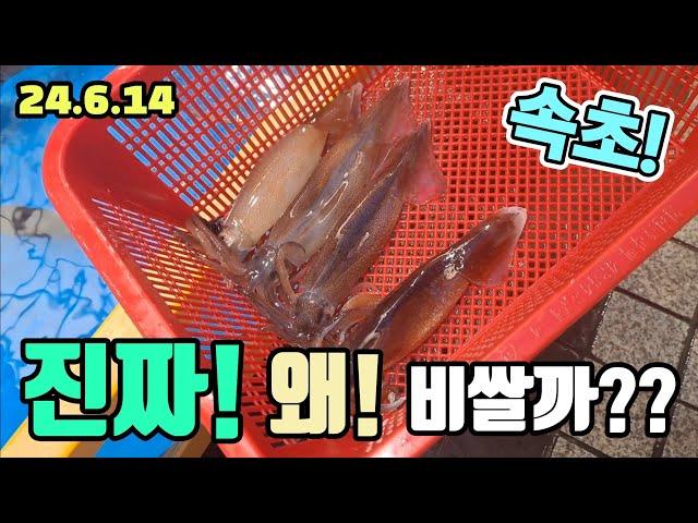 속초 오징어난전 어시장 한접시에 얼마? 대체 왜이래? 진짜 다신 안간다! korean fish market channel