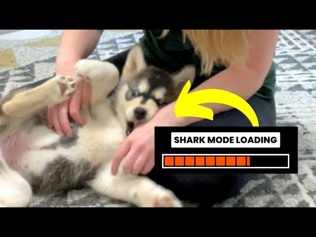 4 Steps to STOP Puppy Biting