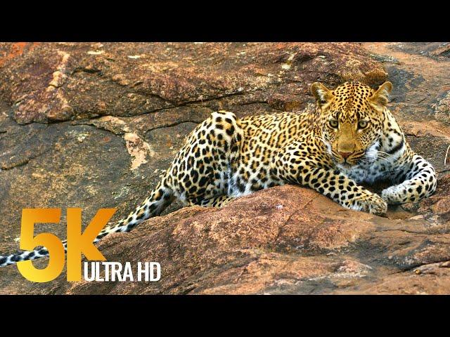 5K African Wildlife - Kruger National Park in South Africa - 1.5 HRS