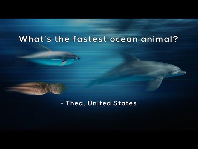 What's the fastest ocean animal?