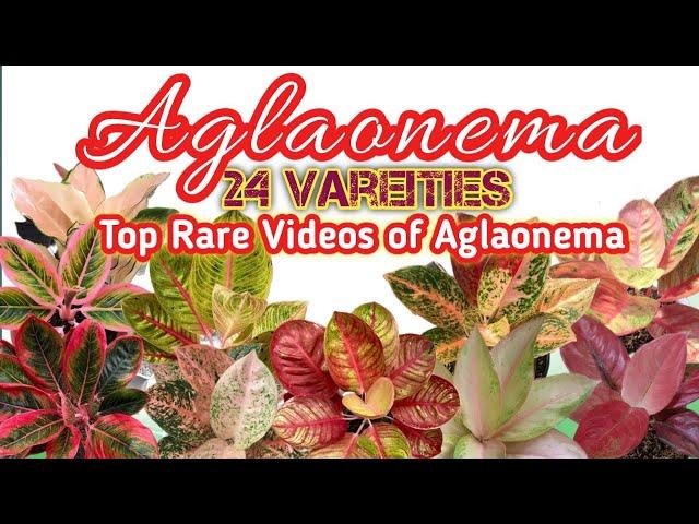 24 Aglaonema Top Rare Varieties 2023 with Names and Video