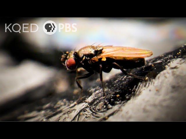 How Can These Flies Live in Oily Black Tar Pits? | Deep Look