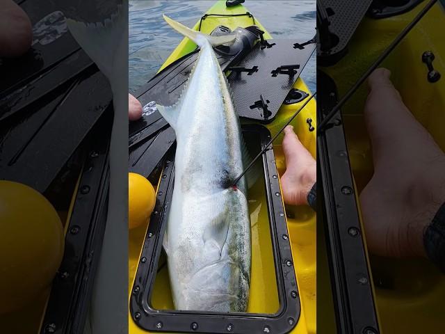 Kingfish Tutukaka #spearfishing #kingfish #freediving #Tutukaka #newzealand #nz #kayakfishing