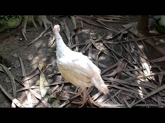 Keeping chickens and turkeys together - Can you keep chickens and turkeys together? Keeping Poultry