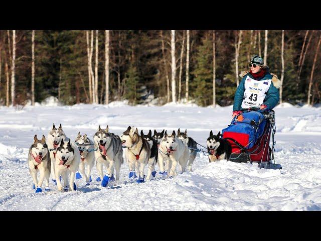 2022 Iditarod Dog Sled Race | Willow Alaska