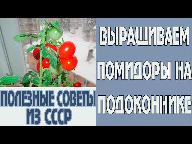 Как вырастить помидоры в горшке на подоконнике дома зимой. Лайфхак для дома из СССР #Shorts