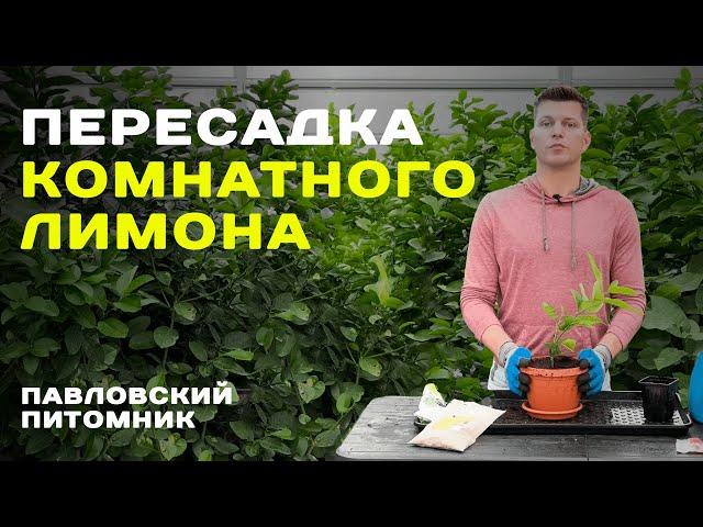 Как пересадить комнатный лимон? Опыт Павловского питомника.