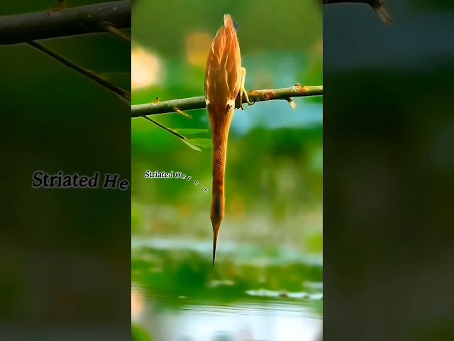 amazing trick to catch fish   #shorts
