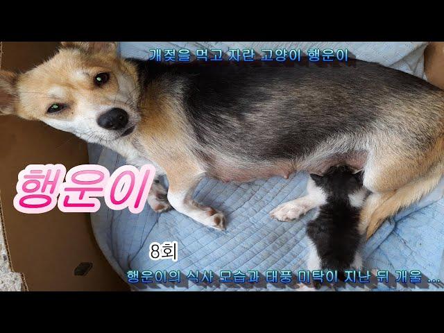 (Cat Story)개젖을 먹고 자란 고양이 행운이 8회 글빵^^