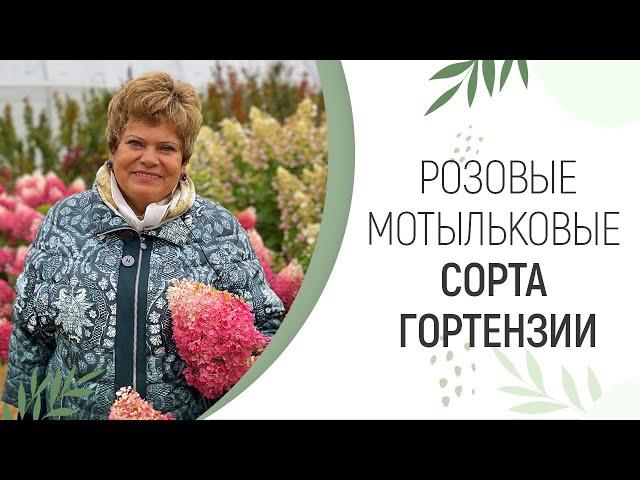 РОЗОВЫЕ МОТЫЛЬКОВЫЕ СОРТА ГОРТЕНЗИИ