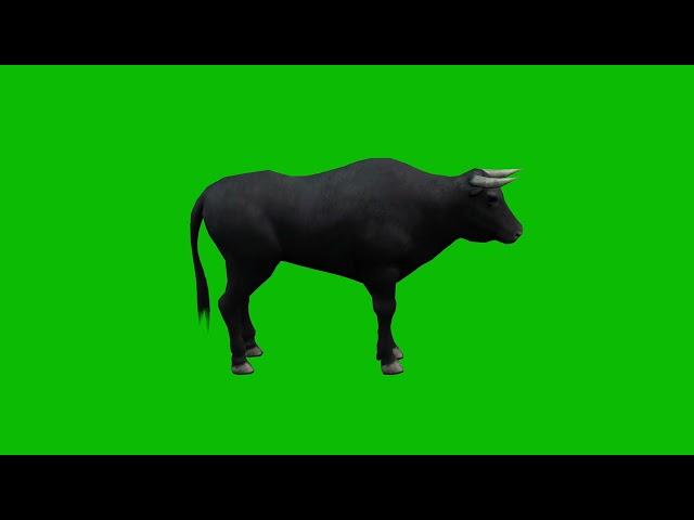 Bull Green Screen 4K