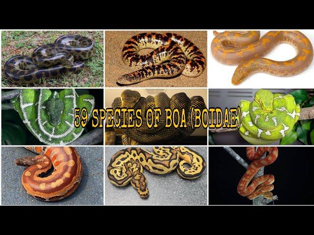 MOST COMPLETE !!! 59 SPECIES OF BOA (BOIDAE)