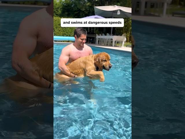 Routine doesn’t take holiday #francelife #holidayhustle #goldenretriever #vetrisciencepartner