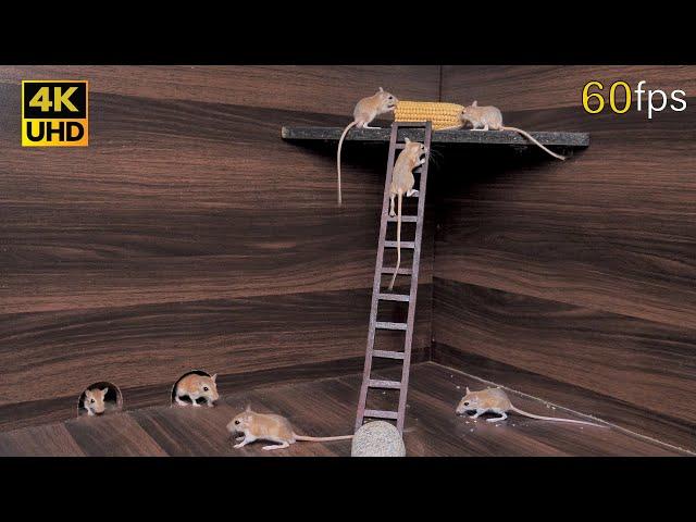 Cat tv mice hide & seek, climbing & jumping on ladder for cats to watch 8 hour 4k UHD