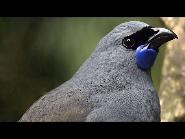 The World's Most Beautiful Bird Songs - Part One