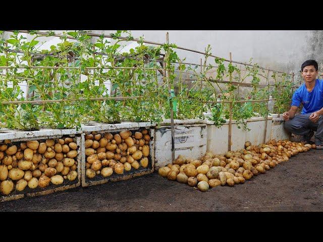 Why does using Styrofoam box to grow potatoes produce so many tubers? Turns out it's a secret